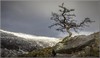 Hawthorn on Siabod